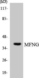 MFNG / Manic Fringe Antibody (aa52-101)