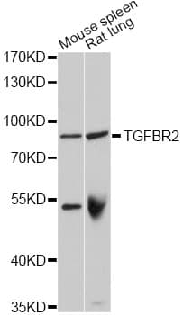 TGFBR2 Antibody