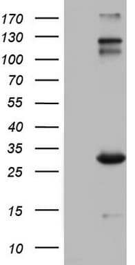 Monoclonal Mouse anti-Human IGSF11 / VSIG3 Antibody (clone OTI2H1, Carrier-free, aa23-241, IHC, WB)