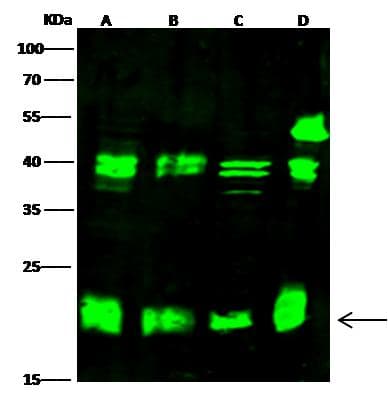 CBX3 / HP1 Gamma Antibody (Preservative Free)