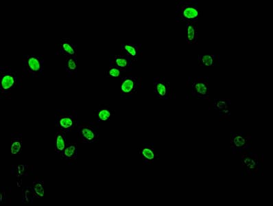 HIST1H3A Antibody