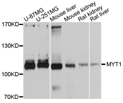MYT1 Antibody