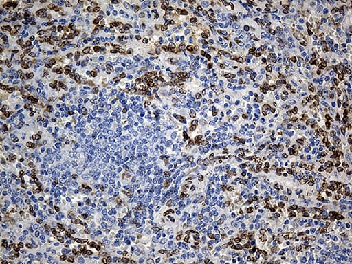 SLU7 / 9G8 Antibody (aa1-300, clone OTI6B1)