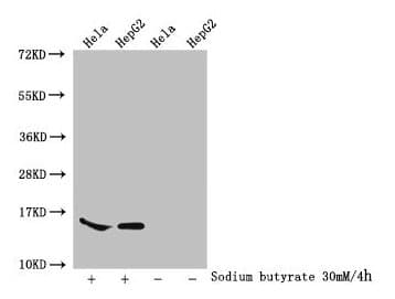 HIST1H2AI Antibody