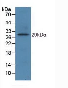 TLR8 Antibody (aa844-1039, APC)