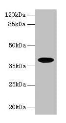 FPR2 / FPRL1 Antibody