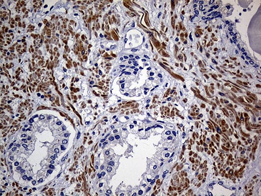 FAM151B Antibody (clone OTI1F5)