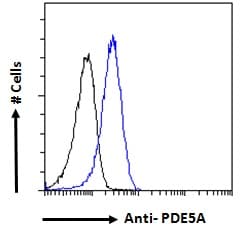 IHC-plus™ Polyclonal Goat anti-Human GABPB1 Antibody (aa198-210, IHC, IF, WB)