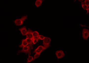 NDUFA4 Antibody