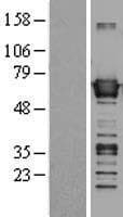 Human BAIAP2 / IRSP53 Protein (Over-Expression Lysate Myc-DDK (Flag))