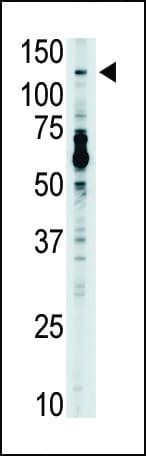 TLR7 / CD287 Antibody (aa98-128)