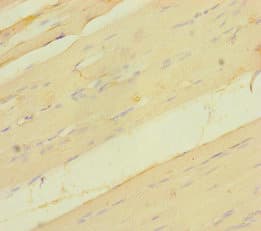 Polyclonal Rabbit anti-Human VGLL2 Antibody