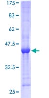 Human PPIL3 Protein (Recombinant GST)