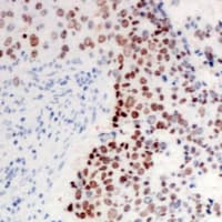 Polyclonal Rabbit anti-Human JUN / c-Jun Antibody (C-Terminus, IHC, WB)