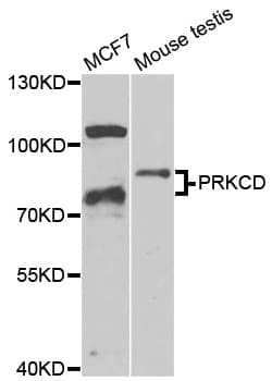 PRKCD / PKC-Delta Antibody