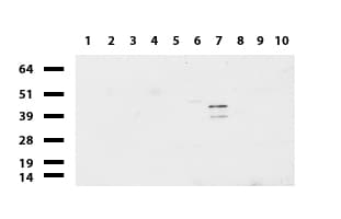JUN / c-Jun Antibody (clone UMAB49, Carrier-free)