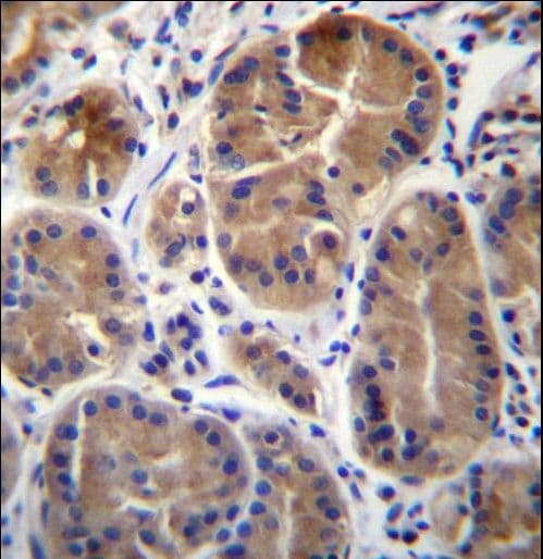 SYPL1 Antibody (aa11-40)