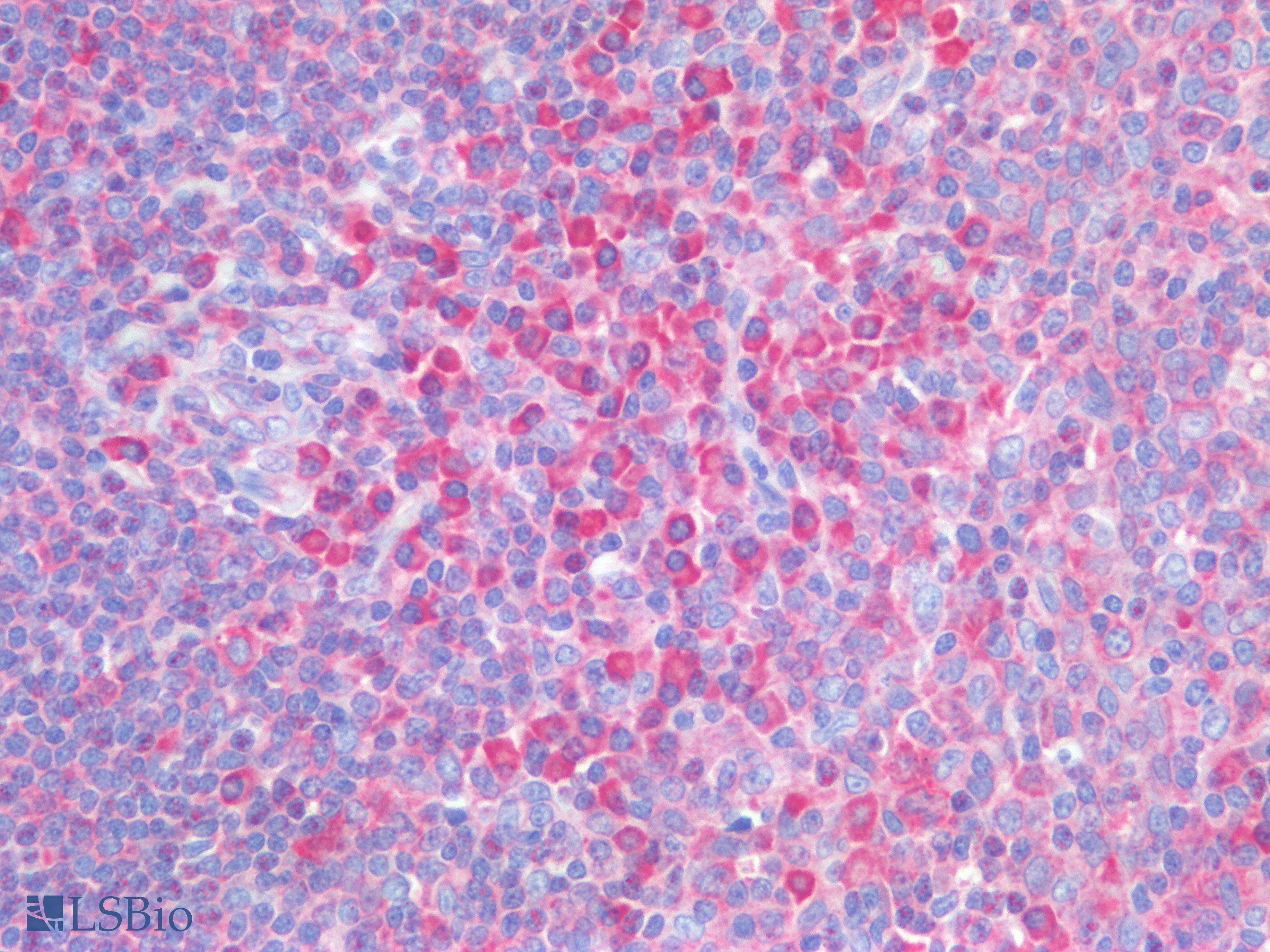 IHC-plus™ ICOS / CD278 Antibody