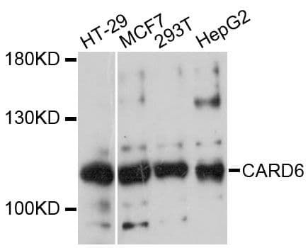 CARD6 Antibody