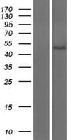 Human OMD / Osteomodulin Protein (Over-Expression Lysate Myc-DDK (Flag))