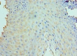 CLEC12A / CD371 Antibody (aa66-265)