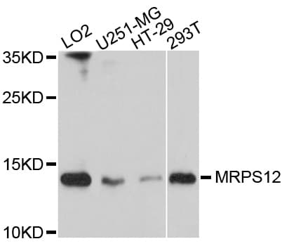 MRPS12 / RPSM12 Antibody
