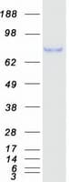 Human DAB1 Protein (Recombinant Myc-DDK (Flag))