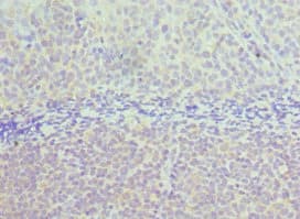 TAB1 Antibody (aa205-504)