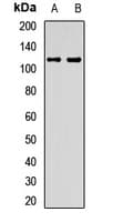 Polyclonal Rabbit anti-Human EMC1 Antibody (WB)