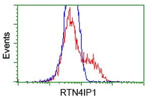 RTN4IP1 / NIMP Antibody (clone OTI3B2)