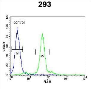 LOX / Lysyl Oxidase Antibody (aa234-260)