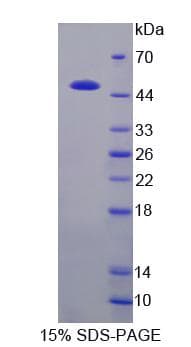 Cow COPS3 / CSN3 Protein (Recombinant His-GST, N-terminus)