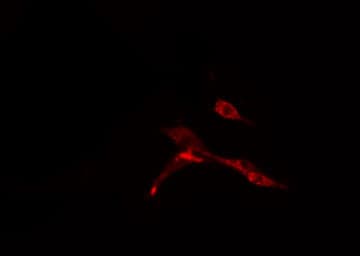 CNOT7 Antibody