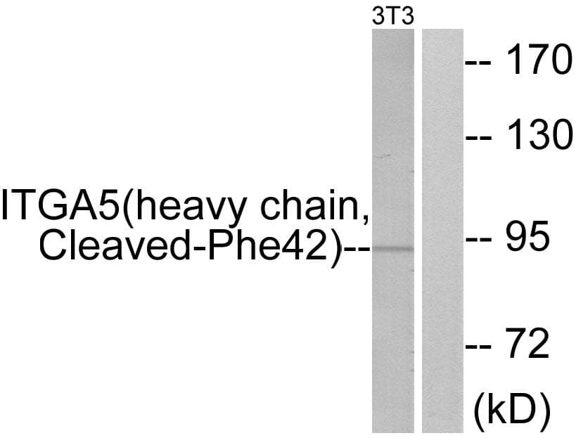 ITGA5/Integrin Alpha 5/CD49e Antibody (heavy chain, Cleaved-Phe42)