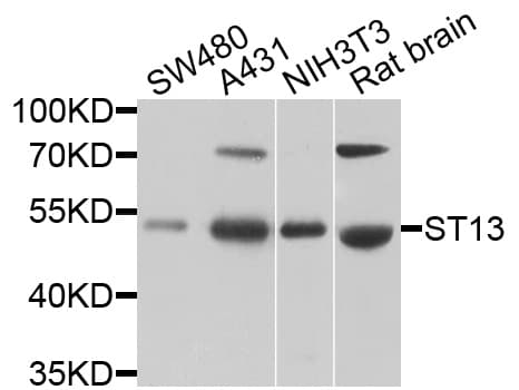 ST13 Antibody