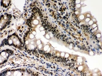 REL / C-Rel Antibody