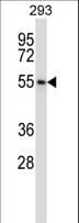 Polyclonal Rabbit anti-Human POLR3D Antibody (aa127-156, WB)