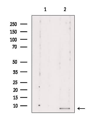 Polyclonal Rabbit anti-Human RPL39 / Ribosomal Protein L39 Antibody (IF, WB)