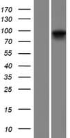 PLA2G4E Protein (Over-Expression Lysate Myc-DDK (Flag))