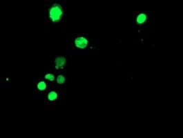 TAL1 Antibody (clone OTI6A2)