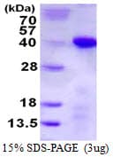 Human TCEA1 / TFIIS Protein (Recombinant His)