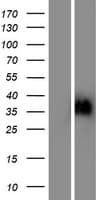 OR6C2 Protein (Over-Expression Lysate Myc-DDK (Flag))