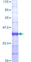 Human IDE Protein (Recombinant GST, N-terminus)