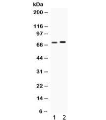 STI1 / STIP1 Antibody
