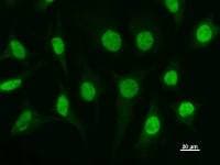 ETV3 Antibody (clone ETV3F4D10)