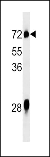 NOX3 Antibody (aa73-102)