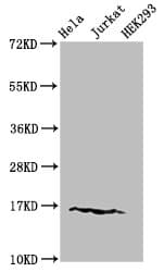 HIST1H3A Antibody