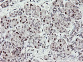 RFC2 / RFC40 Antibody (aa1-234, clone OTI3A7, Carrier-free)