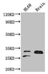 TPI1 / TPI Antibody