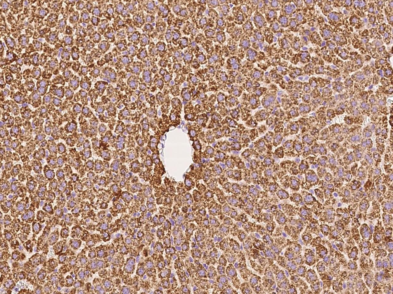 GOT2 Antibody (Preservative Free)